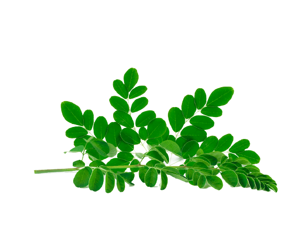 Moringa